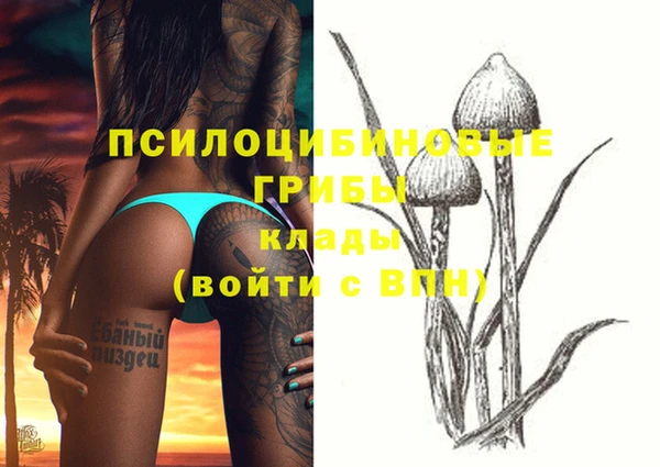 прущие грибы Абаза
